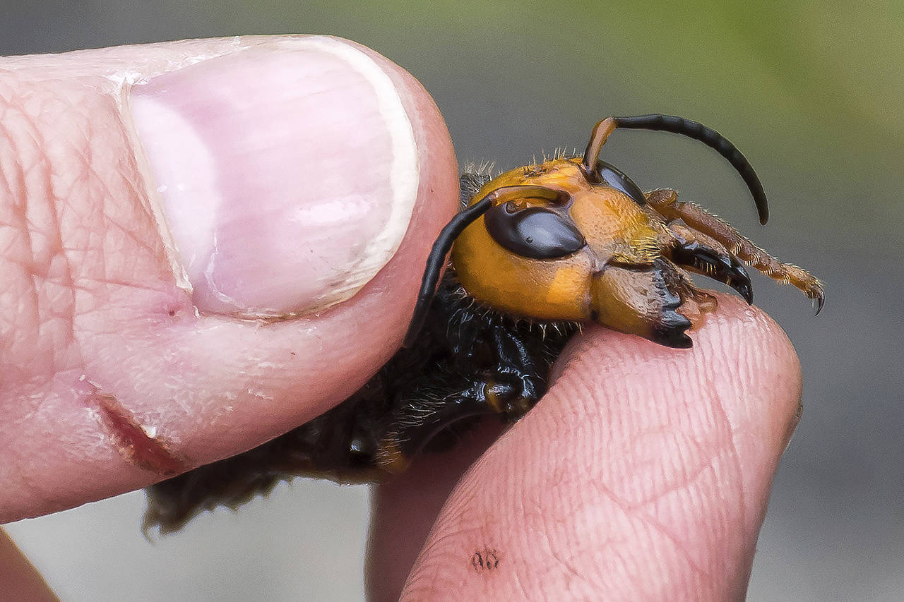 In this April 23 photo, a researcher holds a dead Asian giant hornet in Blaine. (Karla Salp/Washington State Department of Agriculture via AP)