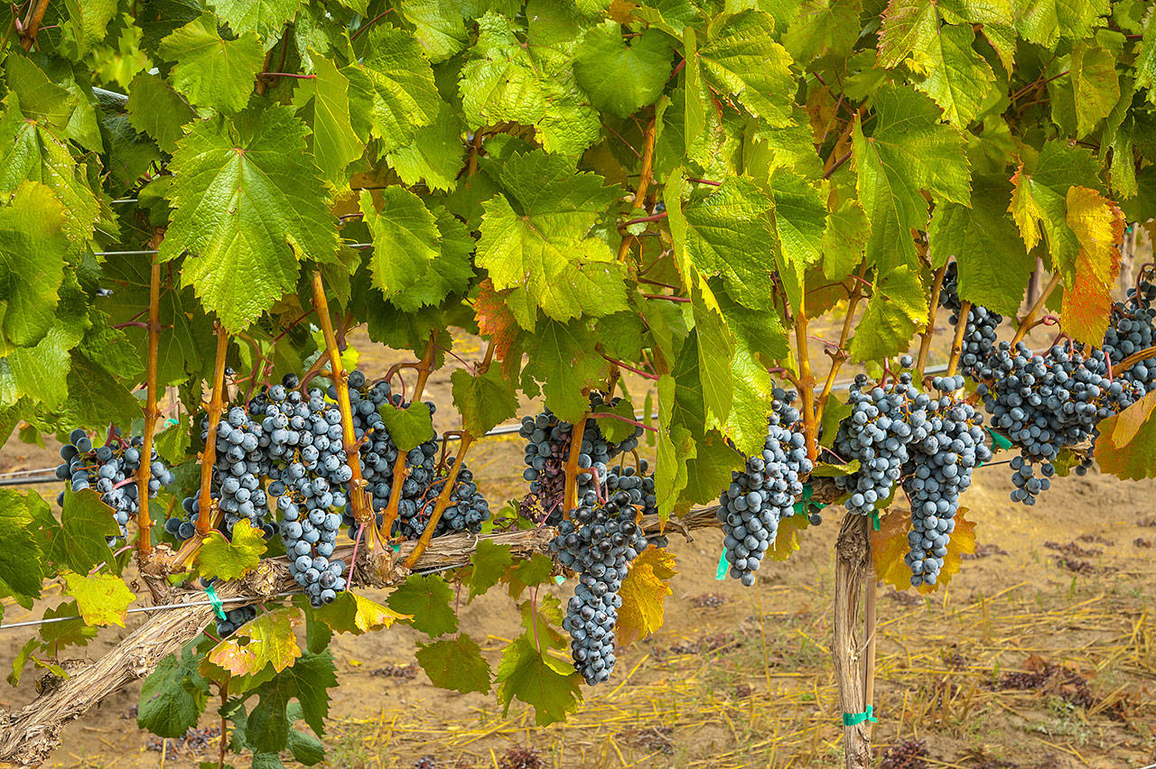 Malbec is a red Bordeaux variety that thrives in Northwest wine country. (Richard Duval Images)