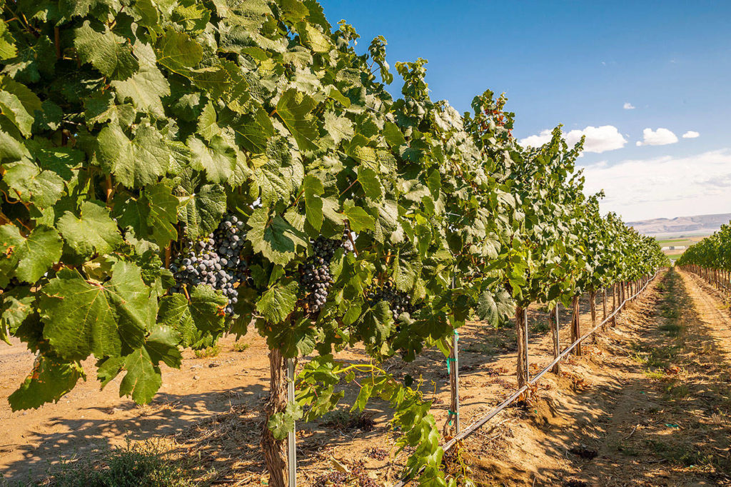 Clusters of malbec ripen at Lawrence Vineyards on the Royal Slope near Othello. (Richard Duval Images)
