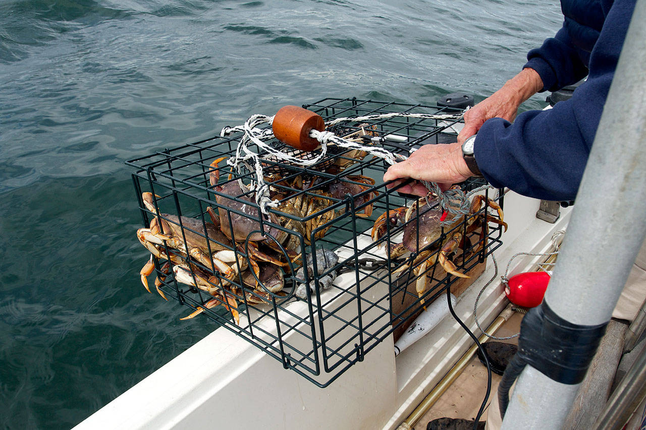 Jerry Solie of Everett pulls up a crab pot near Hat Island in 2018. (Photo by Mike Benbow)