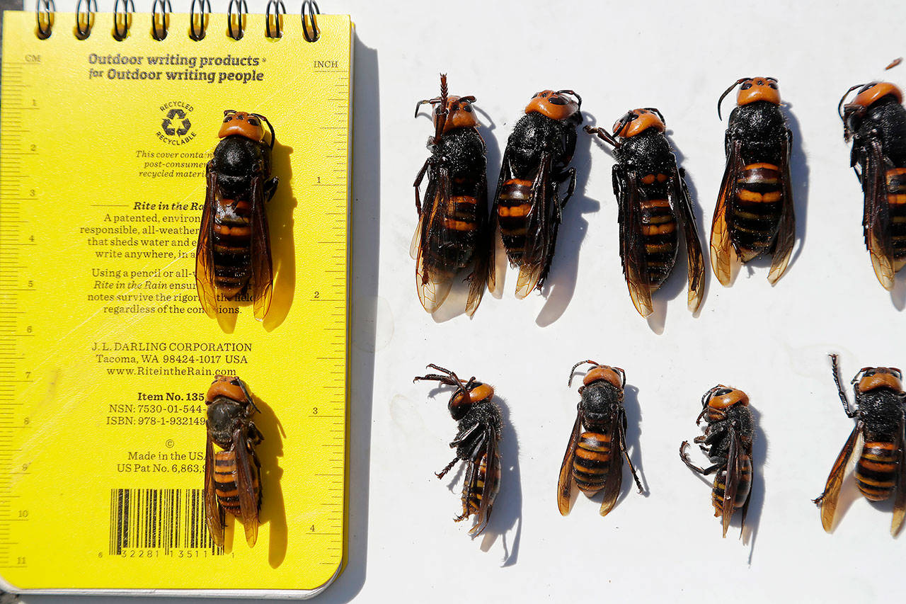 In this May 7 photo, dead Asian giant hornets, queens lined-up on top and the smaller workers below, all samples brought in from Japan for research, are displayed with a field notebook in Blaine. (AP Photo/Elaine Thompson, Pool,File)