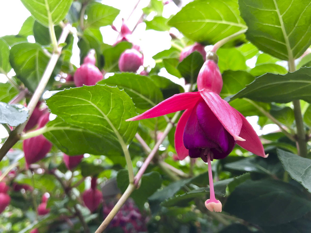The hardy fuchsia “Voltaire” is one the few fuchsias that can take full sun all day. (Nicole Phillips)