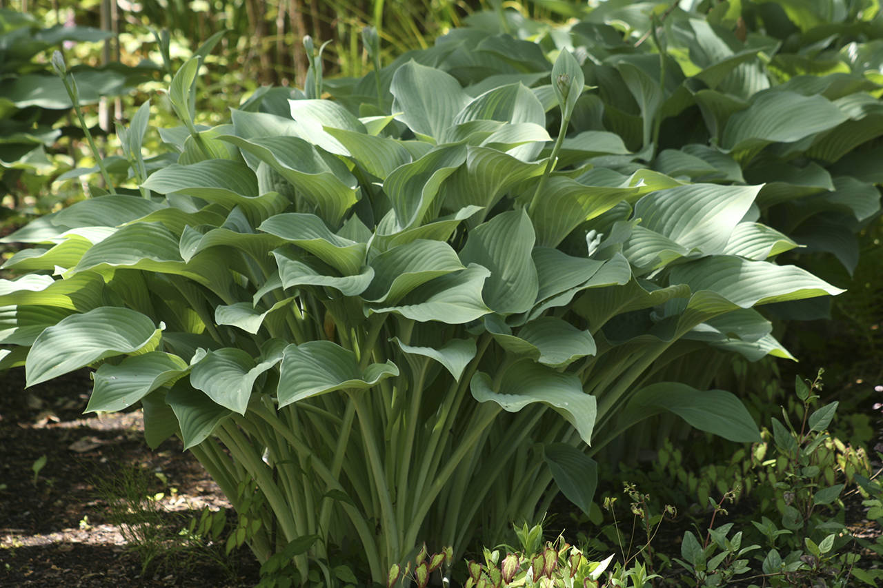 Hosta ‘Krossa Regal’ has blue foliage from late spring through early fall. In summer, tall flower spikes bear lavender blooms. (Richie Steffen)