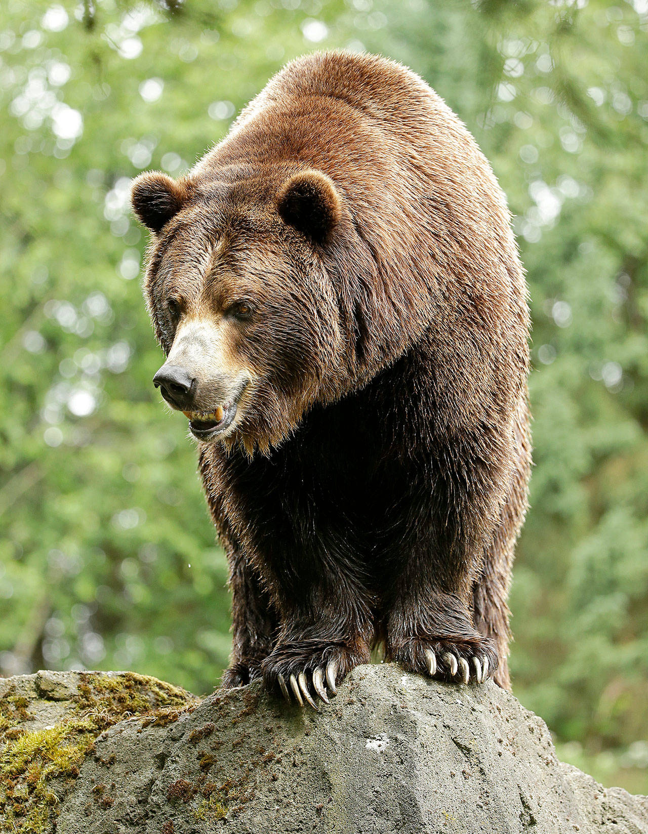 A grizzly bear at the Woodland Park Zoo in Seattle waits for a salmon to be tossed to him. The federal government on Tuesday decided to scrap plans to reintroduce grizzly bears to the North Cascades ecosystem. (AP Photo/Ted S. Warren, File)