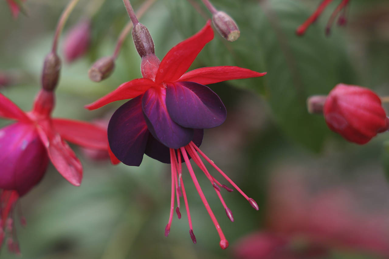 Hummingbirds flock to this hardy fuchsia for its colorful flowers, which bloom summer through fall. (Richie Steffen)