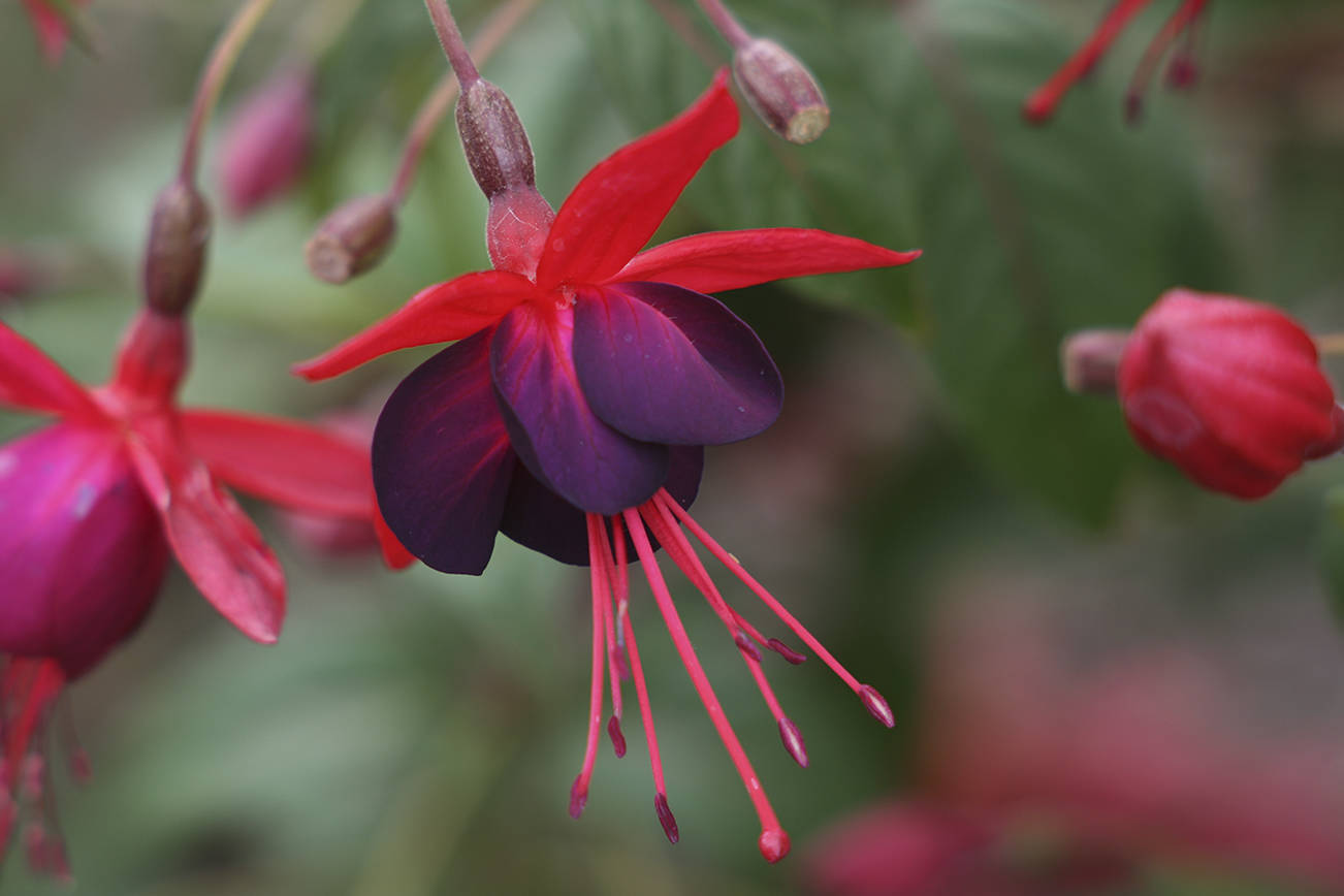 Hummingbirds flock to this hardy fuchsia for its colorful flowers, which bloom summer through fall. (Richie Steffen)