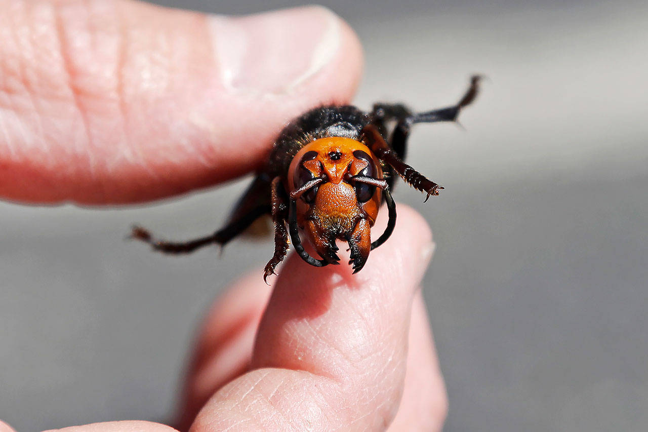 In this May 7 photo, Washington State Department of Agriculture entomologist Chris Looney displays a dead Asian giant hornet, a sample brought in from Japan for research, in Blaine, Wash. (AP Photo/Elaine Thompson, Pool, File)