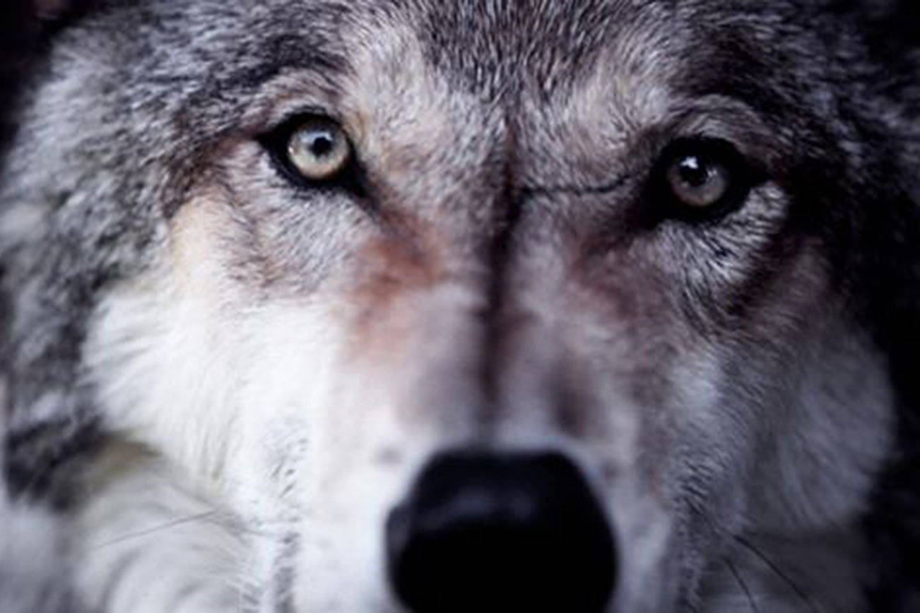 Watch the documentary “Wolf: An Ancient Spirit Returns” on Aug. 4 at the Edmonds Center for the Arts. (Bullfrog Films)