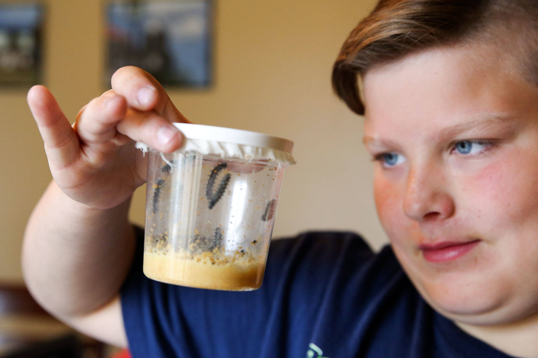 Skyler Jefferson, 10, has a summer science assignment: logging butterfly development at his home in Marysville. (Kevin Clark / The Herald)