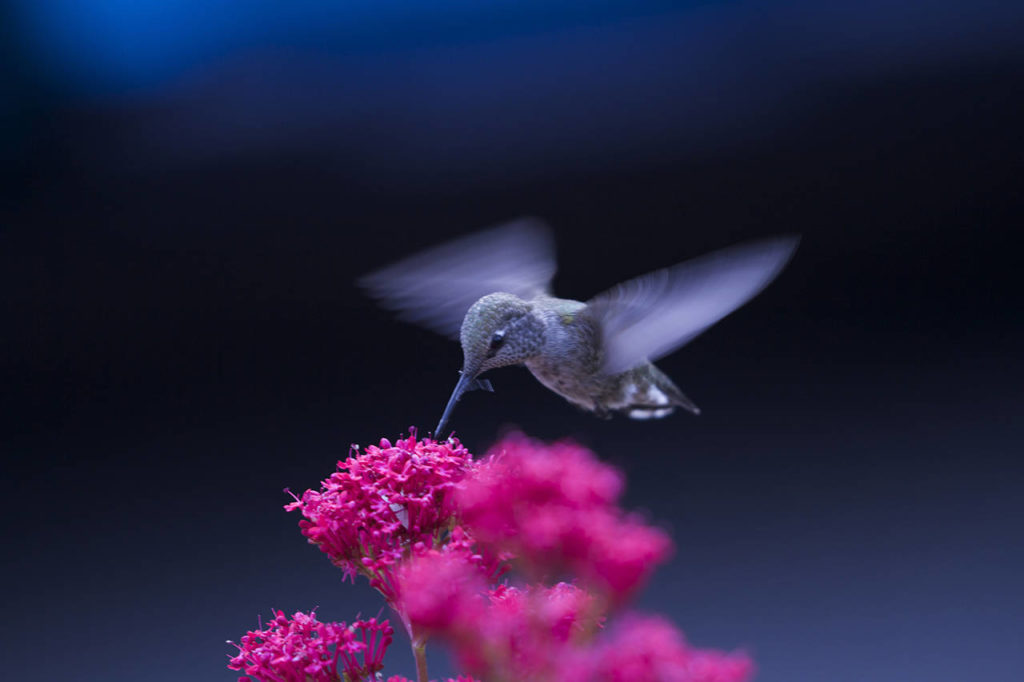 Many varieties of Lantana are popular with hummingbirds. (Mike Benbow)
