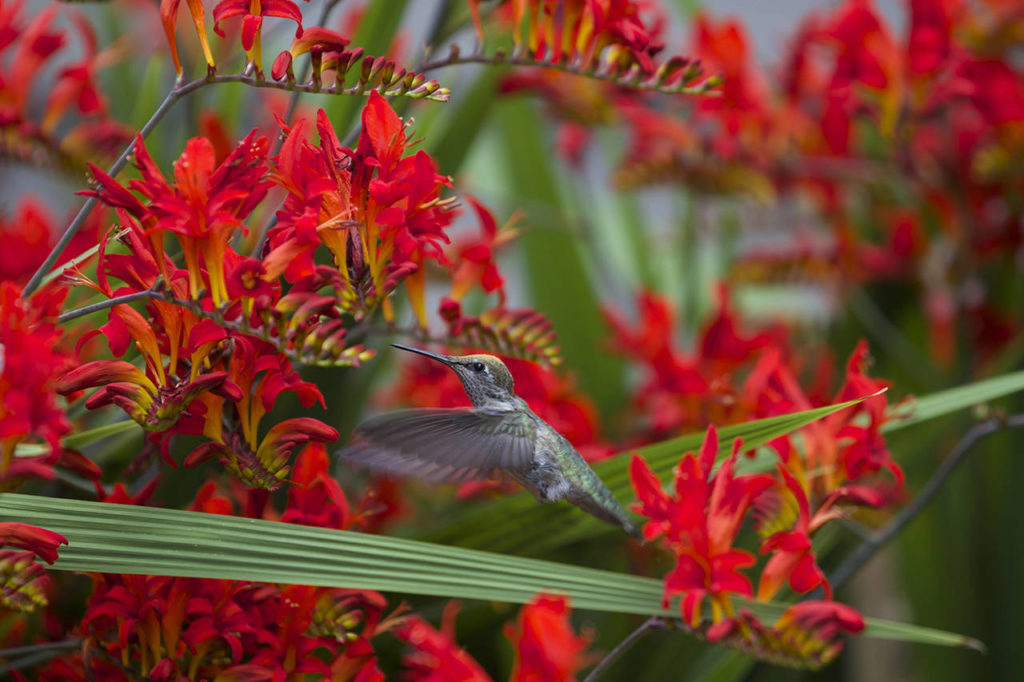 Anna’s hummingbirds are year-long residents in Washington. (Mike Benbow)
