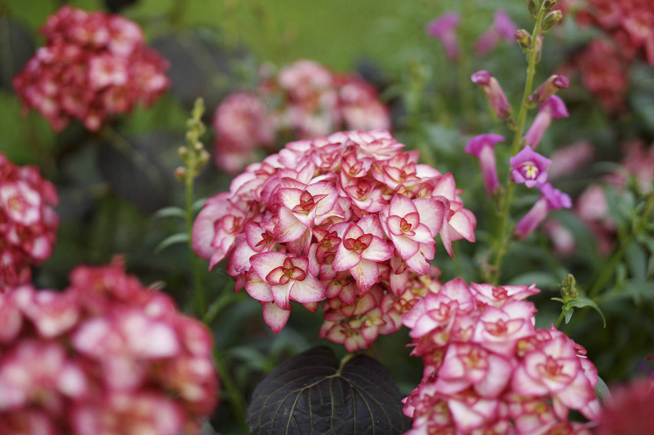 Hydrangea macrophylla “Miss Saori,” one of the hydrangeas from the You-Me series, was named Plant of the Year in 2014. (Gardenia)