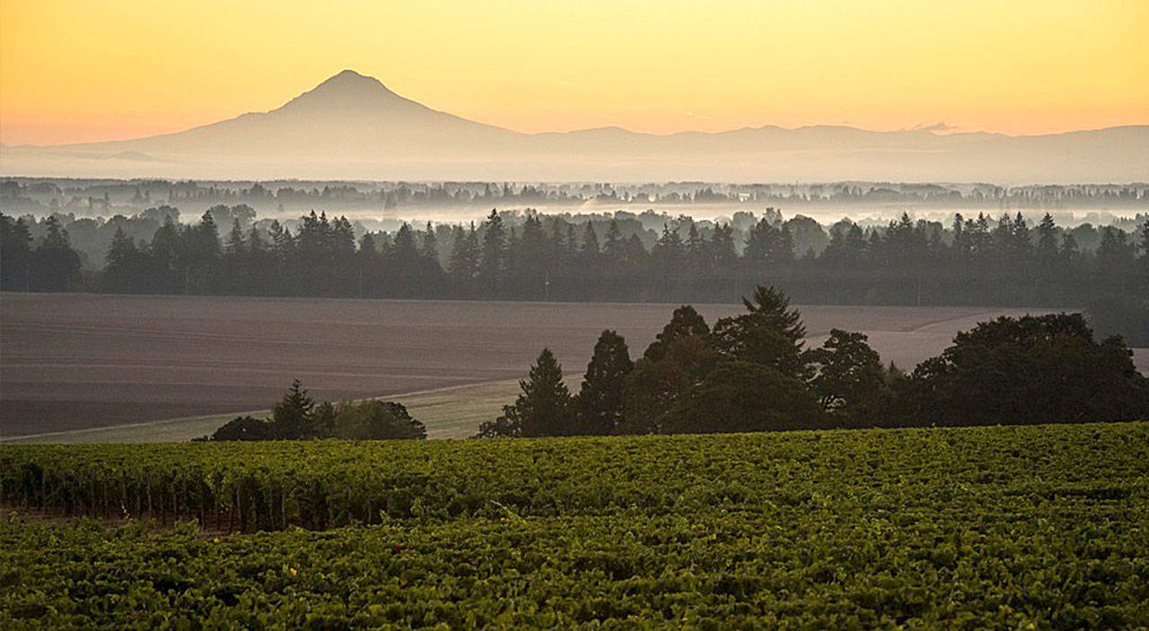 Lone Star Vineyard is a 112-acre site established in 1996 in the Eola-Amity Hills by Argyle Winery, a historic producer in Dundee, Oregon. (Argyle Winery)