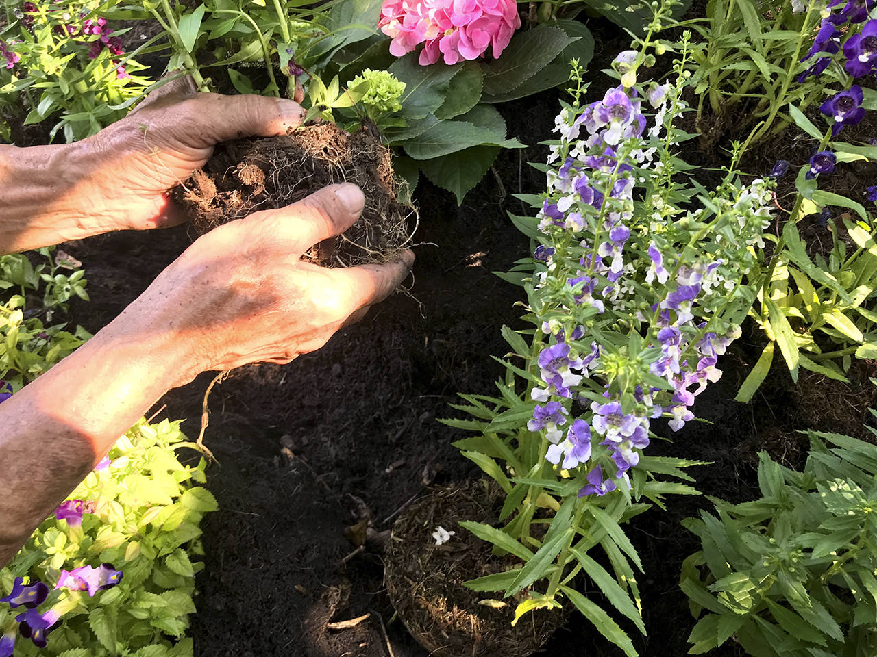 Follow these step-by-step directions to plant all summer long and never lose one to the heat. (Getty Images)