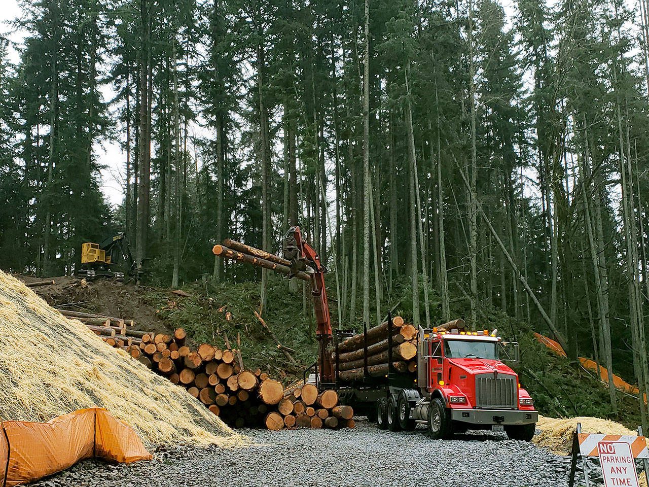 Logging at the site of the proposed Frognal Estates subdivision in the Picnic Point area south of Mukilteo in 2018. (Noah Haglund / The Herald)