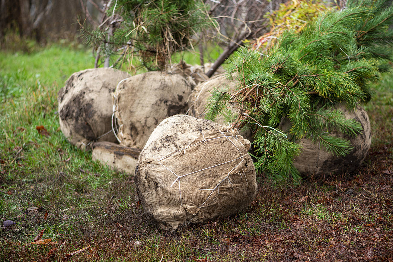 You don’t have to wait until September to plant trees and shrubs, because they’re not all grown in a field anymore. (Getty Images)