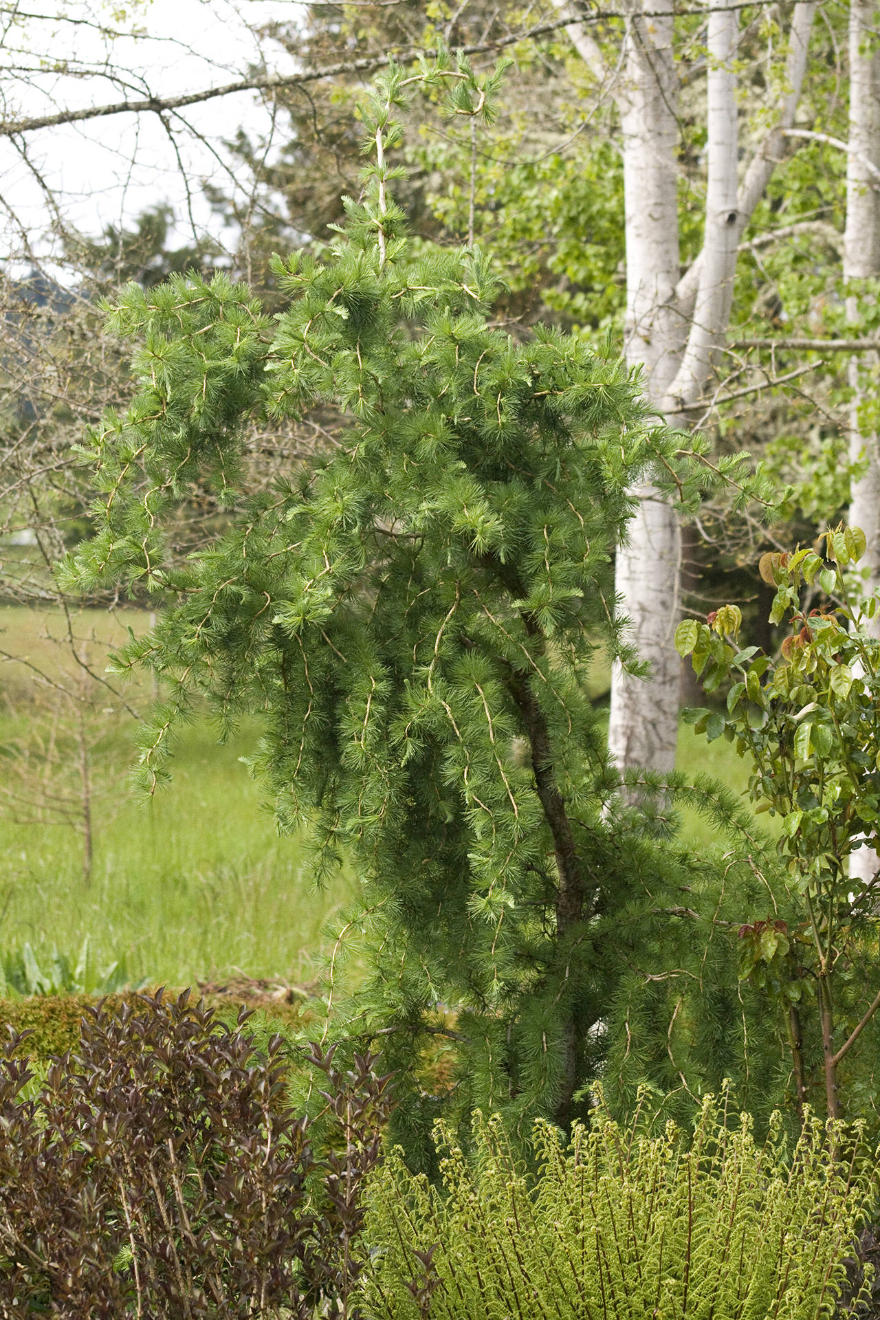 The contorted Japanese larch features twirling blue-green needles are irresistibly soft. (Richie Steffen)