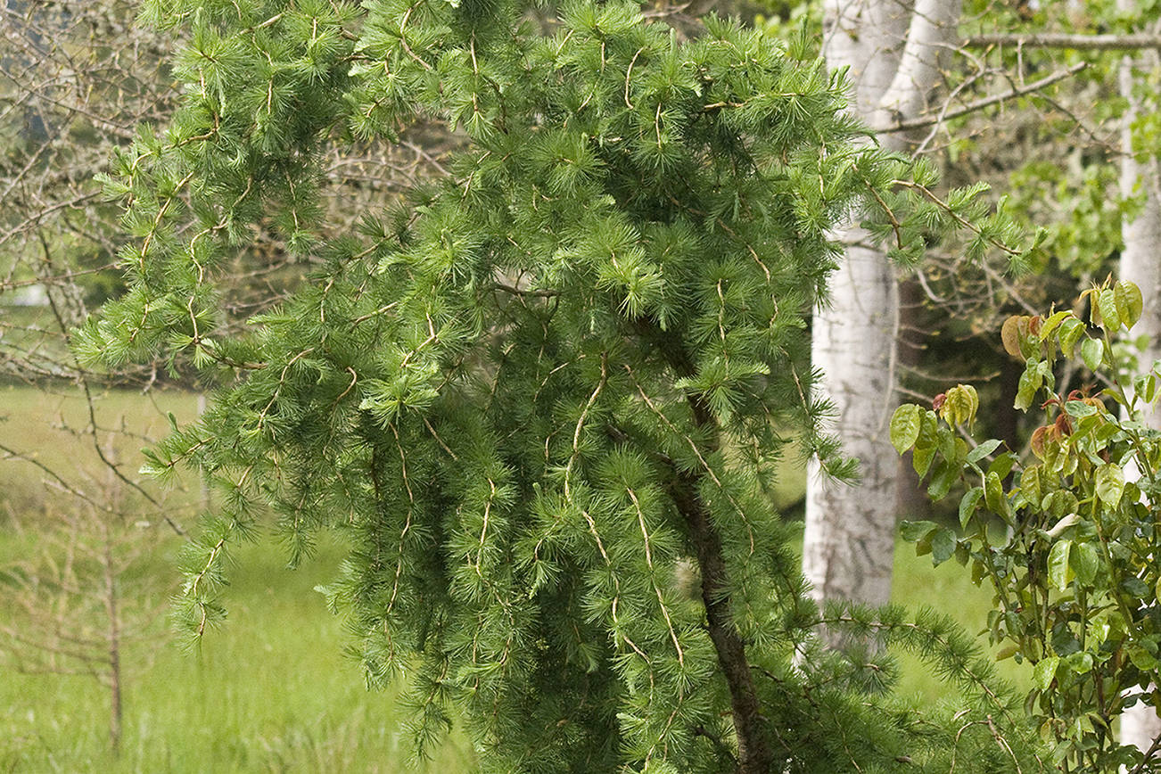 The contorted Japanese larch features twirling blue-green needles are irresistibly soft. (Richie Steffen)