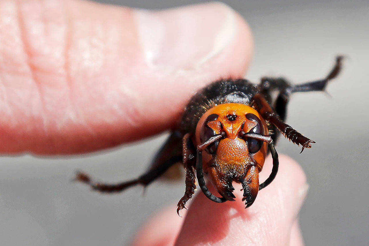 A Washington State Department of Agriculture entomologist displays a dead Asian giant hornet, a sample brought in from Japan for research. Washington agriculture workers have trapped their first live Asian giant hornet. The hornet was found July 14 in a bottle trap near the Canadian border, and state entomologists confirmed its identity Wednesday. (AP Photo/Elaine Thompson, Pool, File)