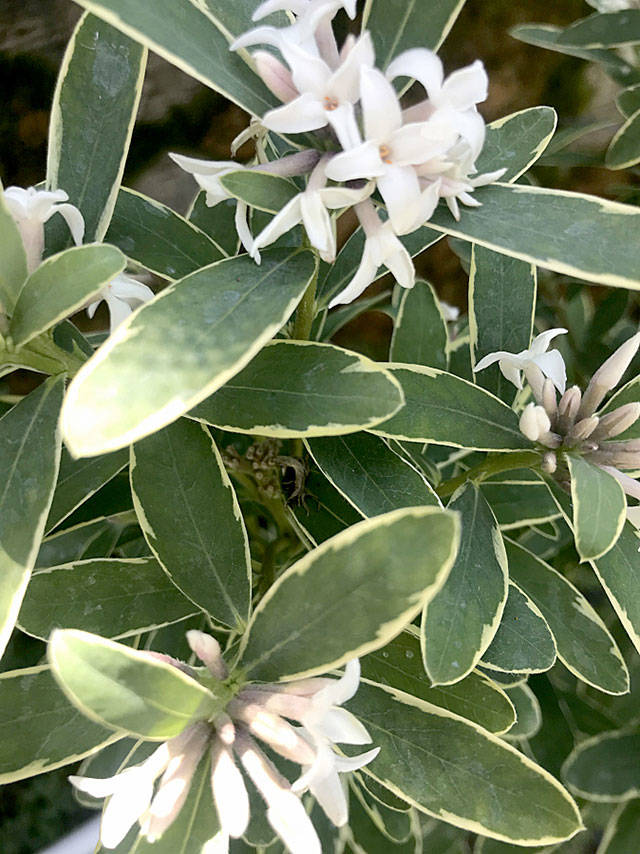 The tiny flowers of “Star Jasmine” hide a big fragrant punch. (Yard ‘n Garden Land)