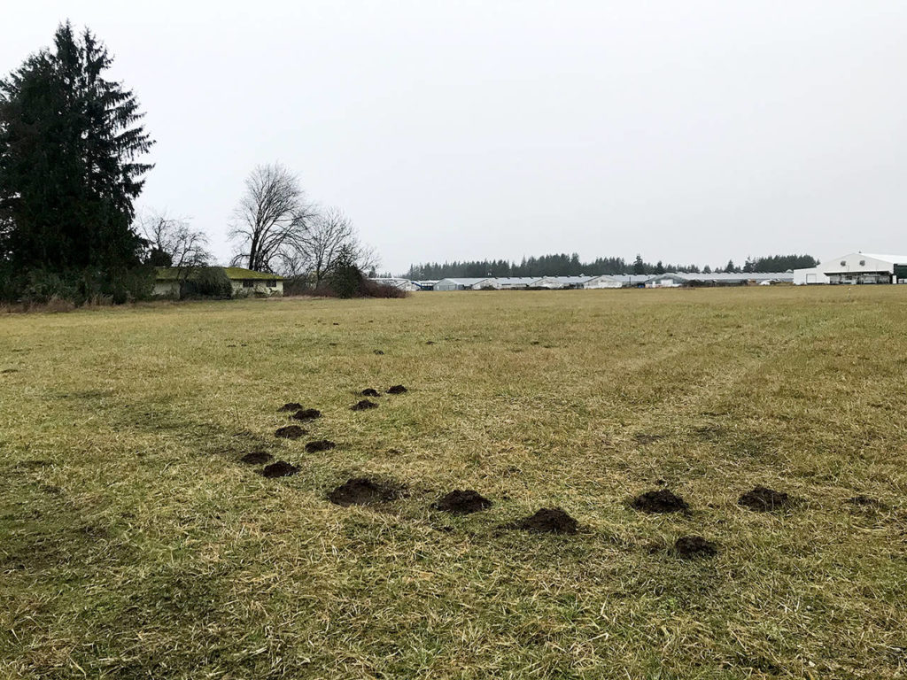 The site at 16612 51st Ave. NE, where a developer hopes to build about 30 buildings with around 500 apartment units. (Stephanie Davey / The Herald)
