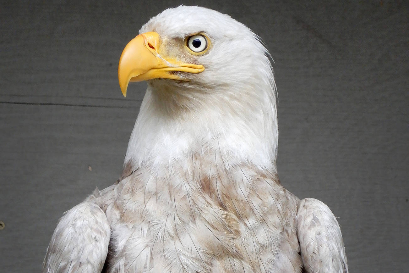 Rare white bald eagle treated for injury on San Juan Island  HeraldNet.com