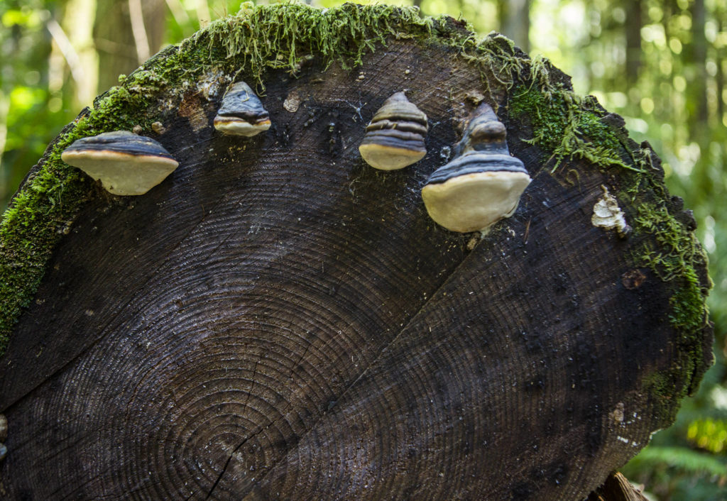 Fungus grows on a felled tree along a trail near Gold Bar. (Olivia Vanni / The Herald) 
