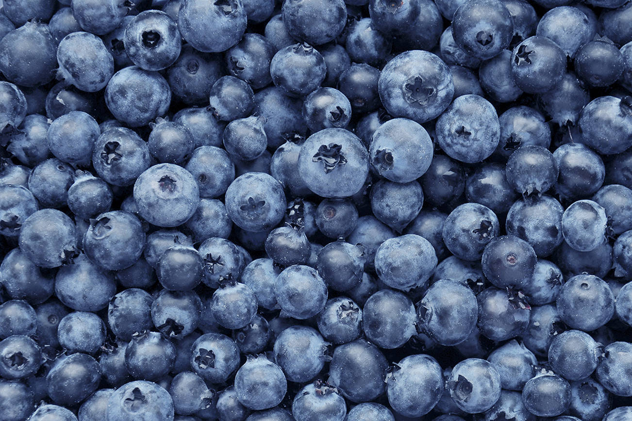 The Snohomish County Fruit Society is hosting a webinar on blueberries Sept. 10 via Zoom. (Getty Images)