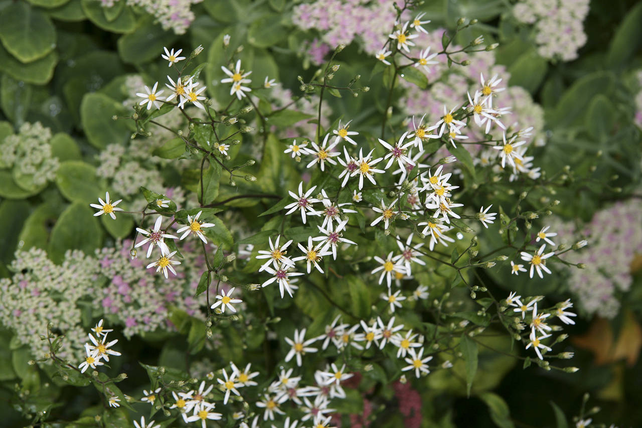 In late summer, a profusion of lacey small white flowers top white wood aster’s lax purple-black stems. (Richie Steffen)