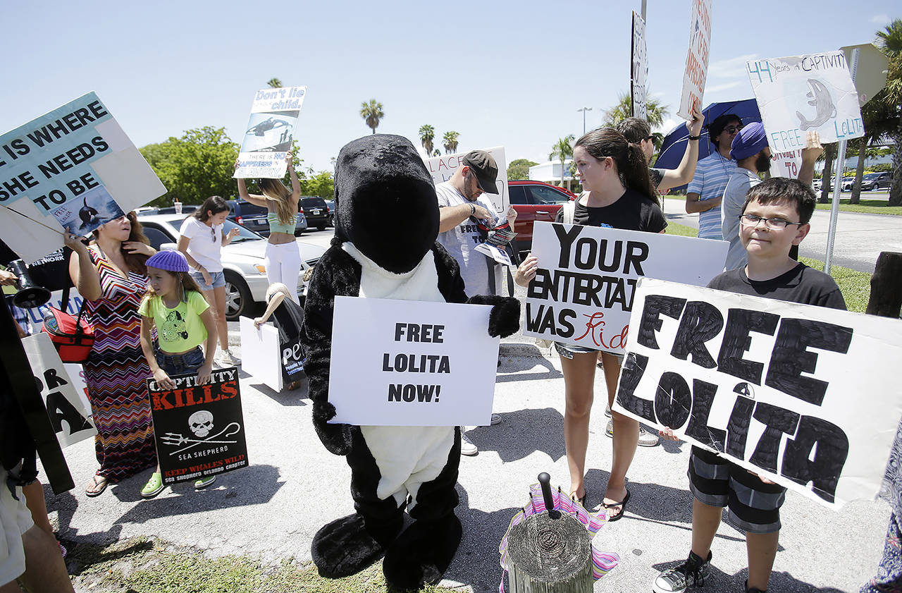 This 2015 photo shows Marian Prio (center) wearing an Orca costume as she and others protest against Lolita the orca’s decades-long captivity at the Miami Seaquarium. (AP Photo/Wilfredo Lee, file)
