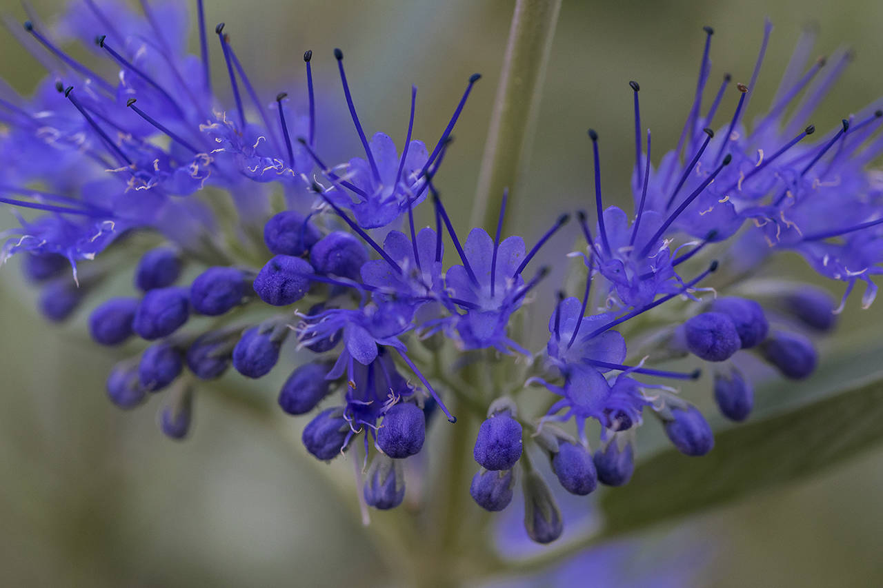 Bluebeards are crowned with clusters of blue flowers in the month of August, which attract bees, butterflies and hummingbirds. (Getty Images)