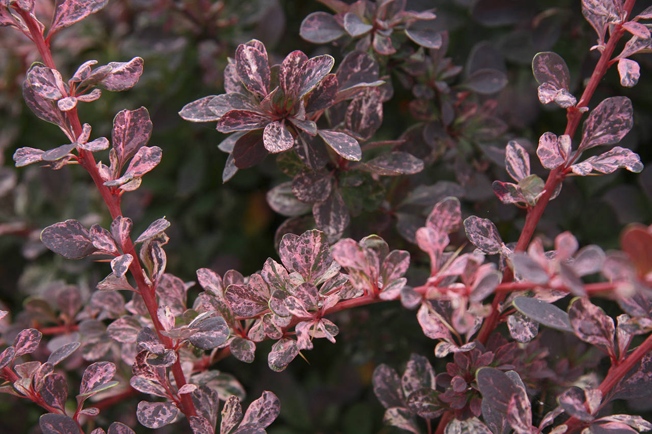 The variegated Japanese barberry features deep burgundy leaves splashed in candy-pink and vanilla. (Richie Steffen)