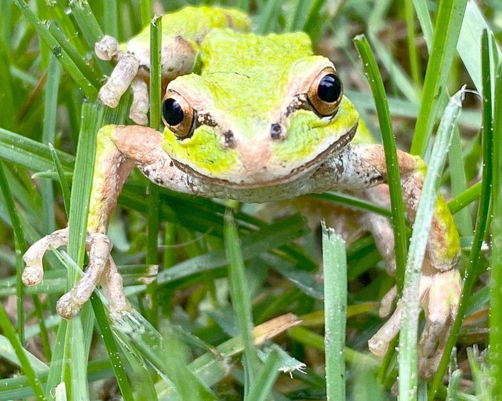 “This little fellow literally crossed my path while I was mowing the lawn,” says Tim McKibben of Smokey Point.
