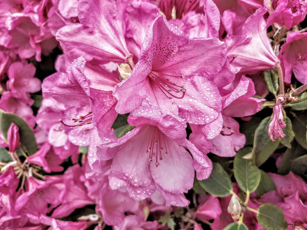 The early days of summer were marked by more rain than usual. This photo was taken by Bryana Shepherd during a walk around her Everett neighborhood with her two sons.

