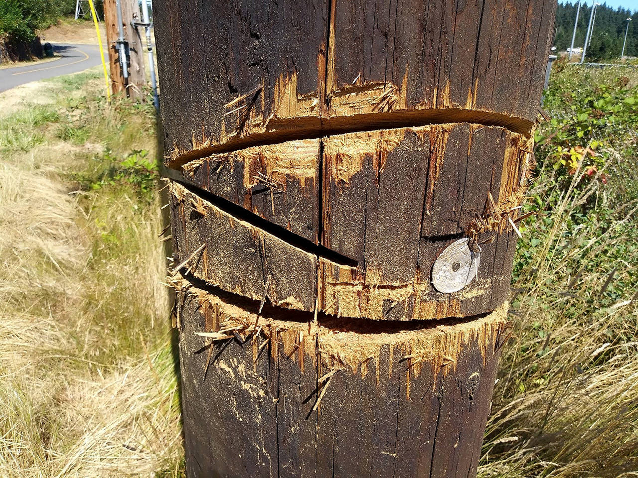 Cuts in a Snohomish County PUD power pole in Lynnwood. Vandals appeared to make them using a chainsaw. (Snohomish County PUD)