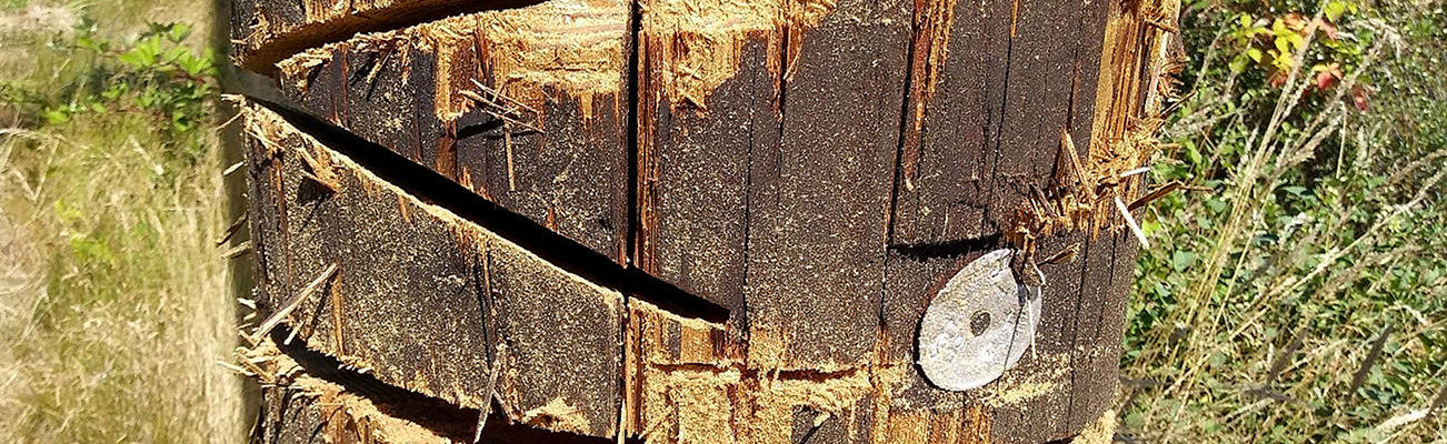 Vandals with chainsaws slash 5 PUD utility poles in Lynnwood