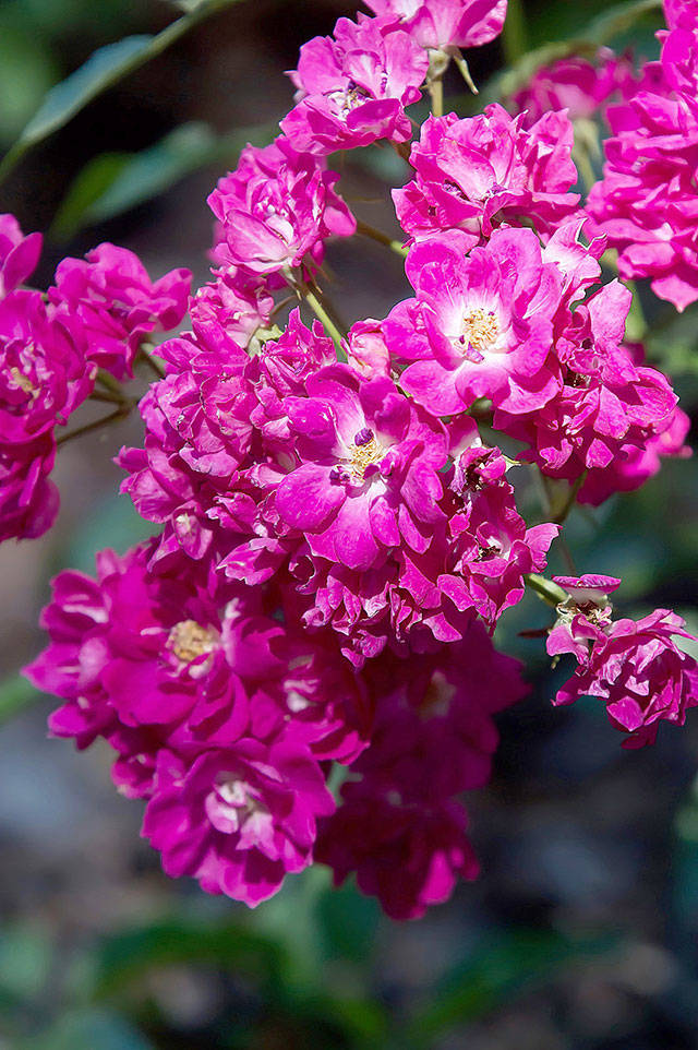 This Oso Easy “Peasy” rose was given the Award of Excellence from the American Rose Society, and is just as the name suggests. (Norman Winter)