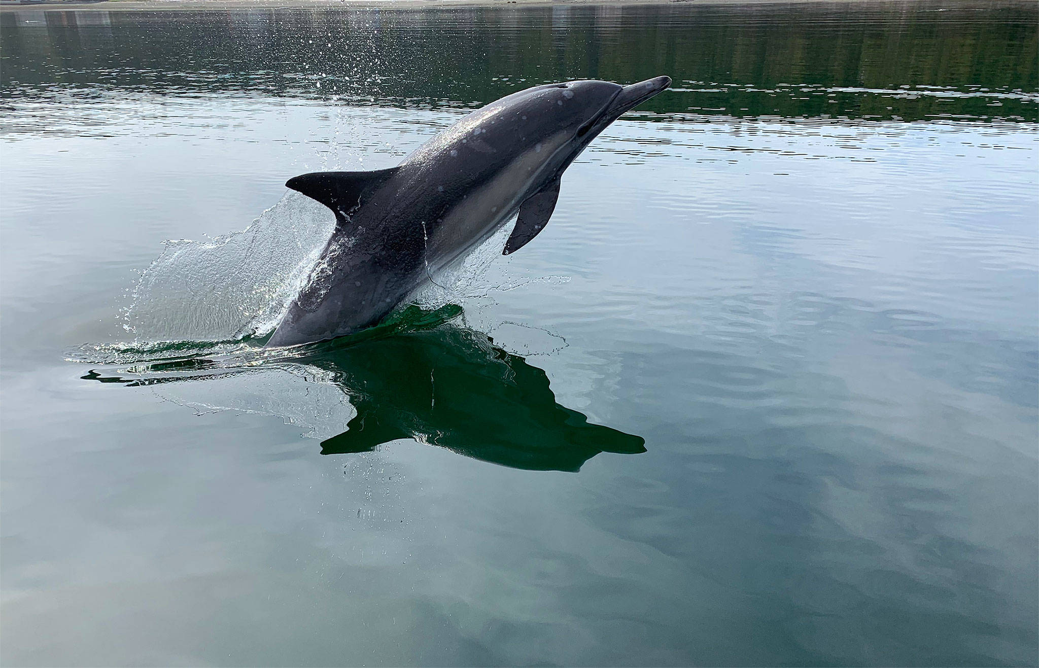 Cinco, the common dolphin that visited Penn Cove on Aug. 19, gave onlookers a show of jumping and splashing as he followed their boat. (Photo by Rhonda Maynor)