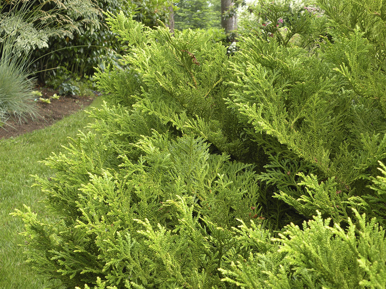 Dwarf hiba cedar has bold antler-like foliage. The leaves are deep green on one side but have bits of white on the other. (Rick Peterson)
