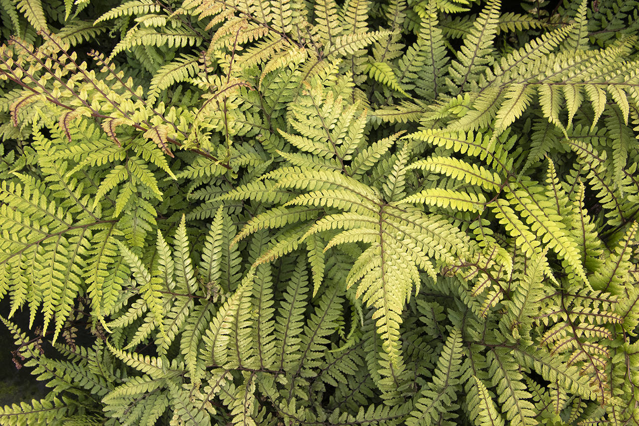 The Jurassic “T-Rex” wood fern makes for a bold and highly textural statement in a shaded garden. (Monrovia)