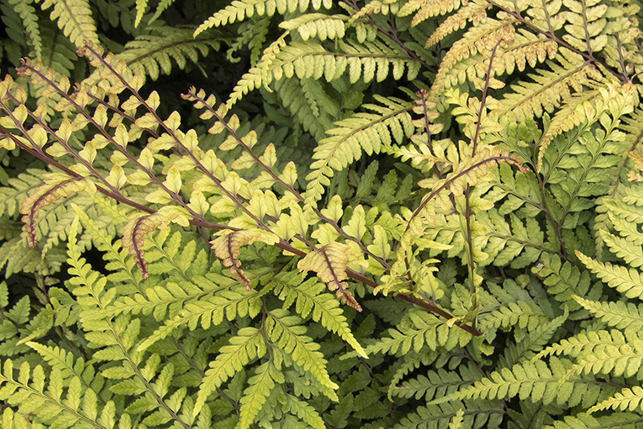 The Jurassic “T-Rex” wood fern makes for a bold and highly textural statement in a shaded garden. (Monrovia)