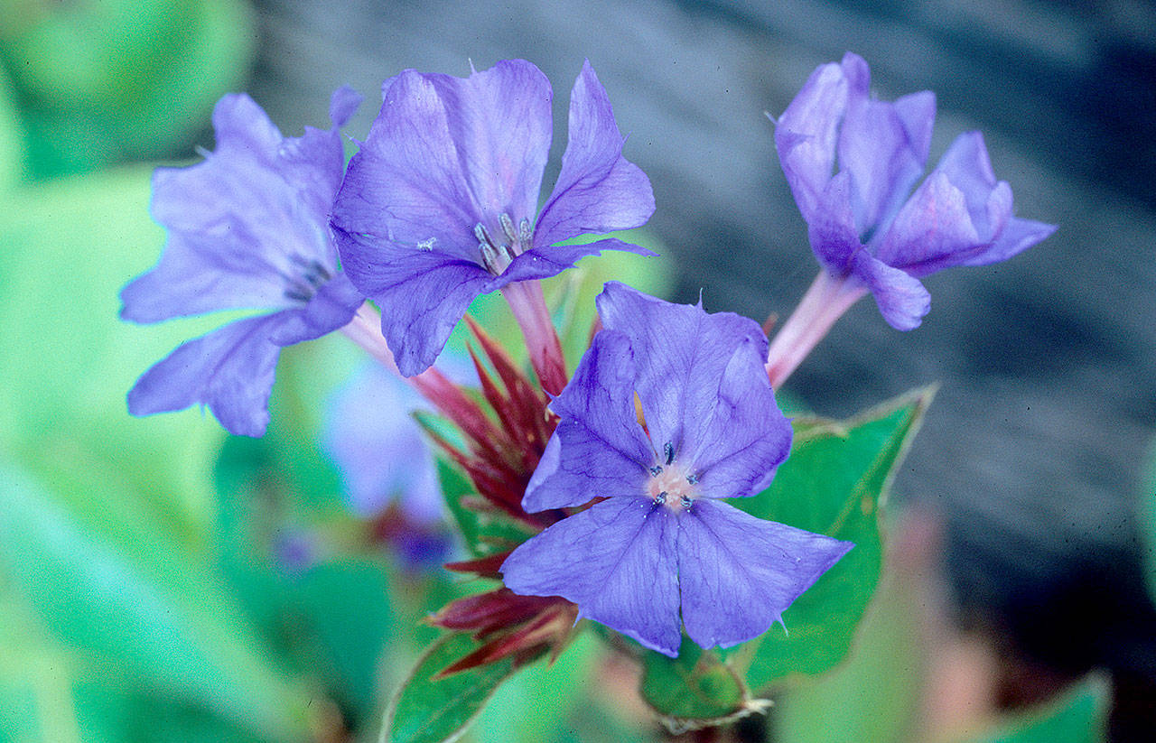 Ceratostigma plumbaginoides “dwarf plumbago” Photo by Richie Steffen
