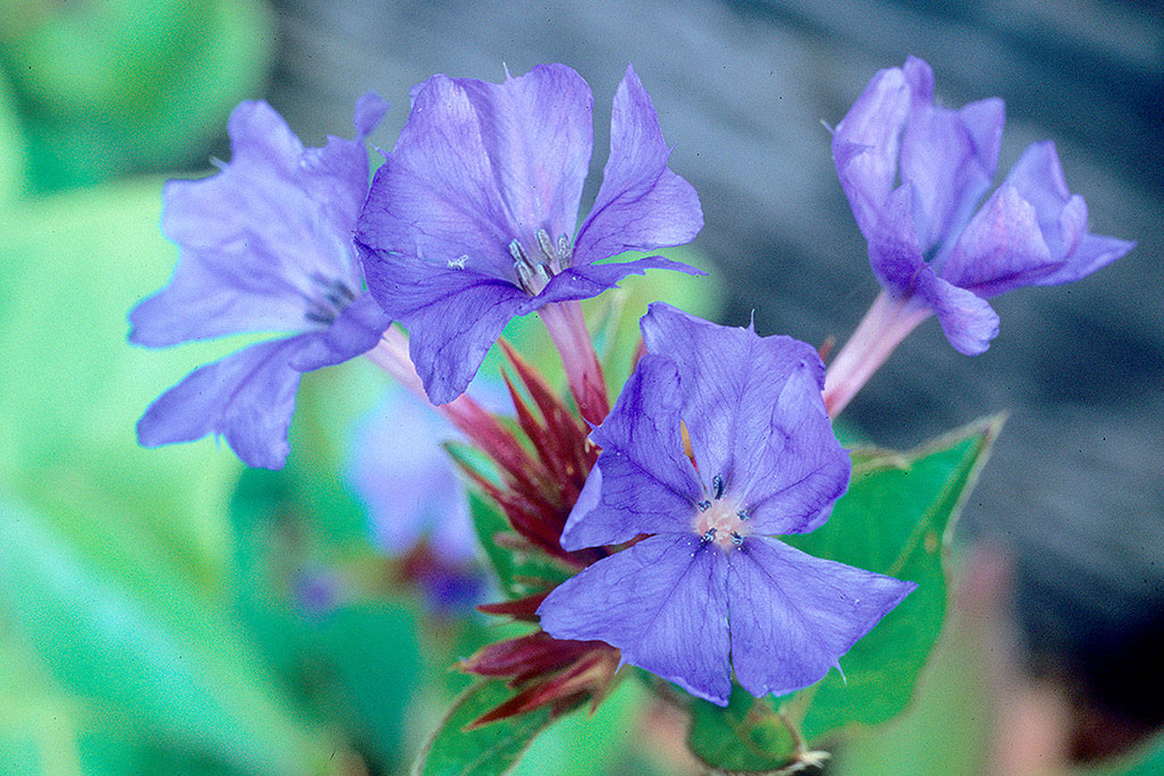 Great Plant Pick