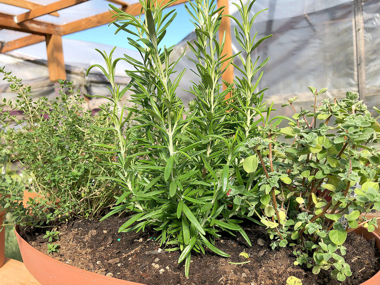 Herb pot