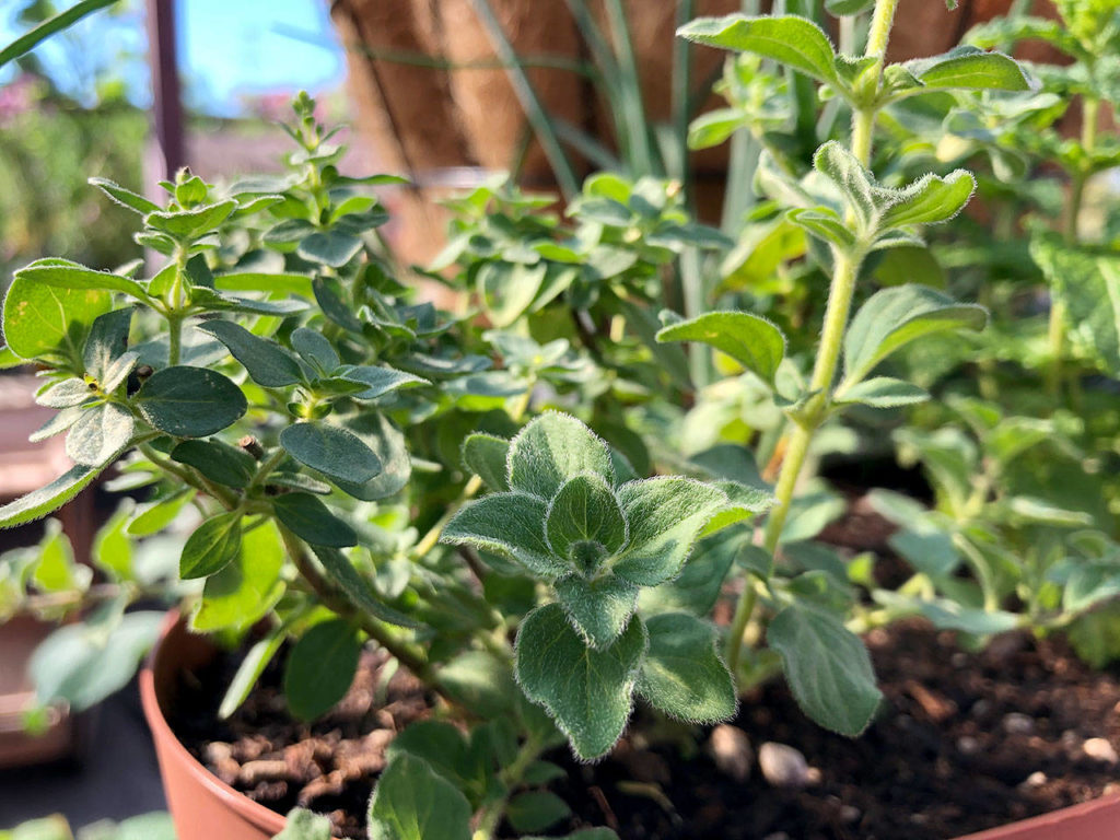 Oregano

