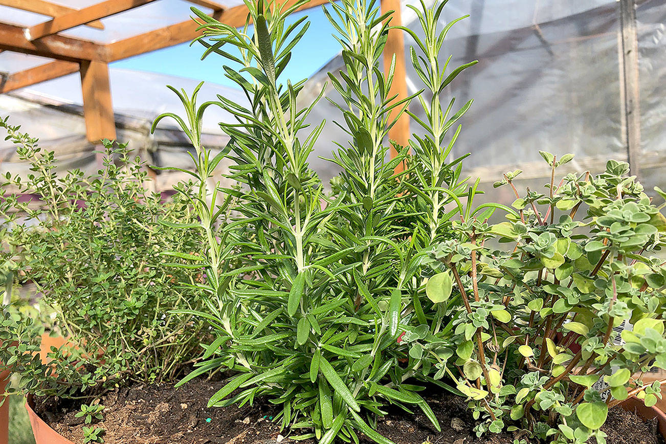 Perennial herbs you can grow year around