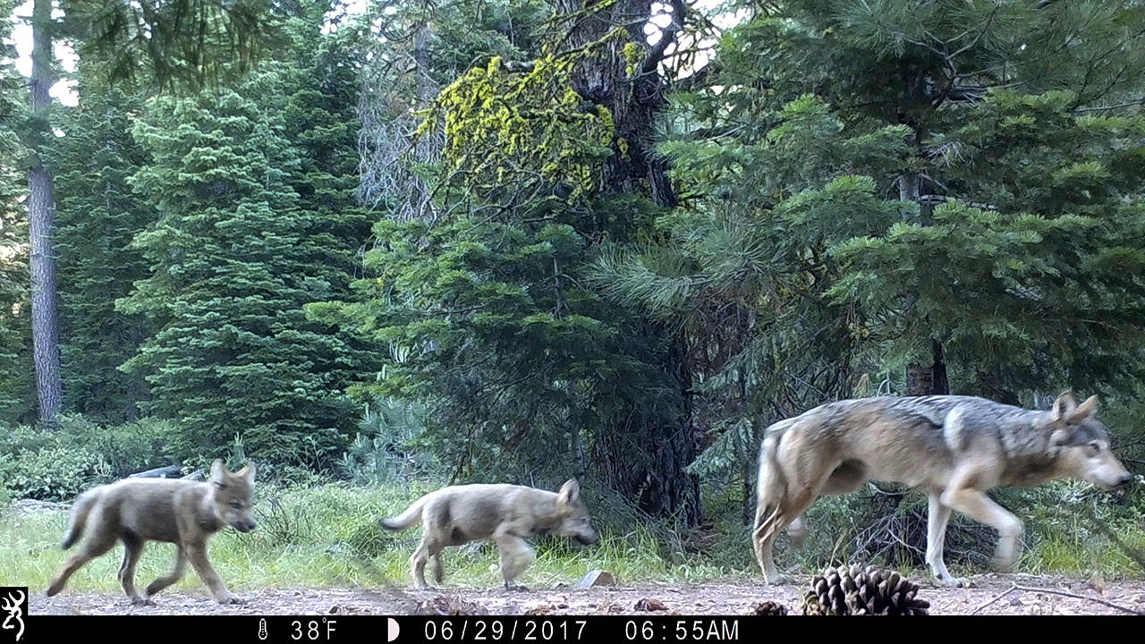 This 2017 remote camera image shows a female gray wolf and two of the three pups born in 2017 in the wilds of Lassen National Forest in Northern California. (U.S. Forest Service via AP, File)