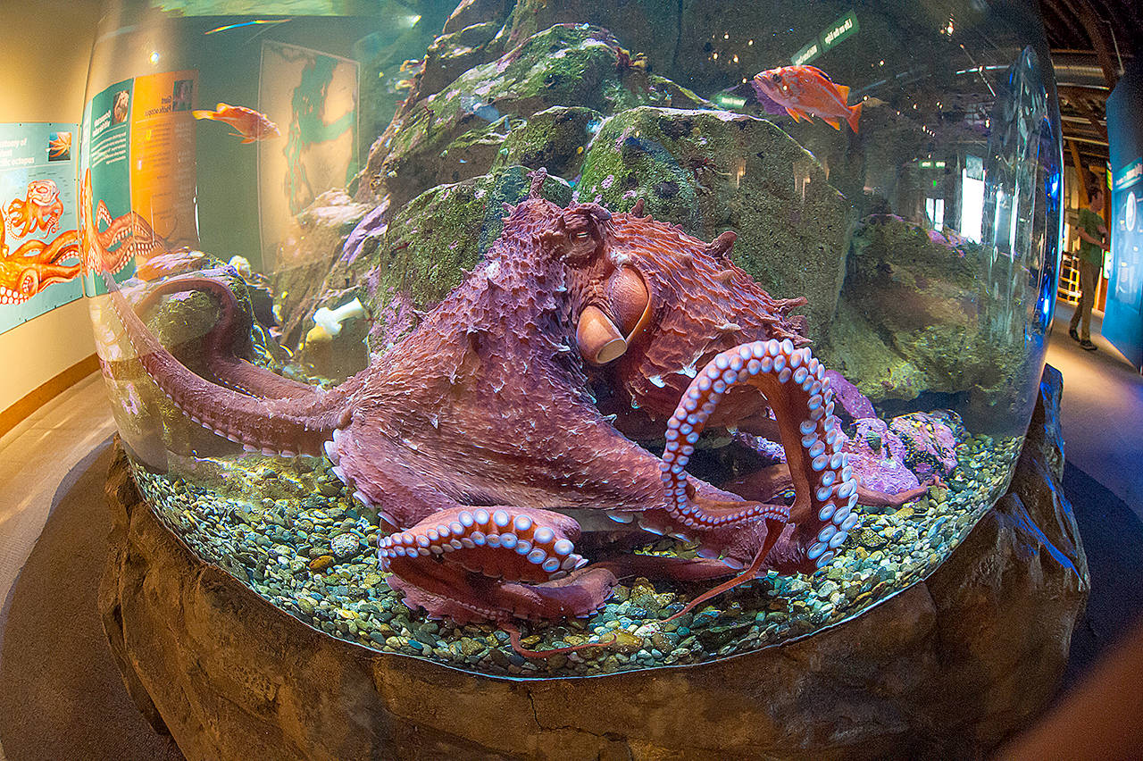 The Seattle Aquarium has welcomed back two Giant Pacific octopi — aptly named Kraken and Ink Jet — to its Puget Sound exhibits. (Seattle Aquarium)
