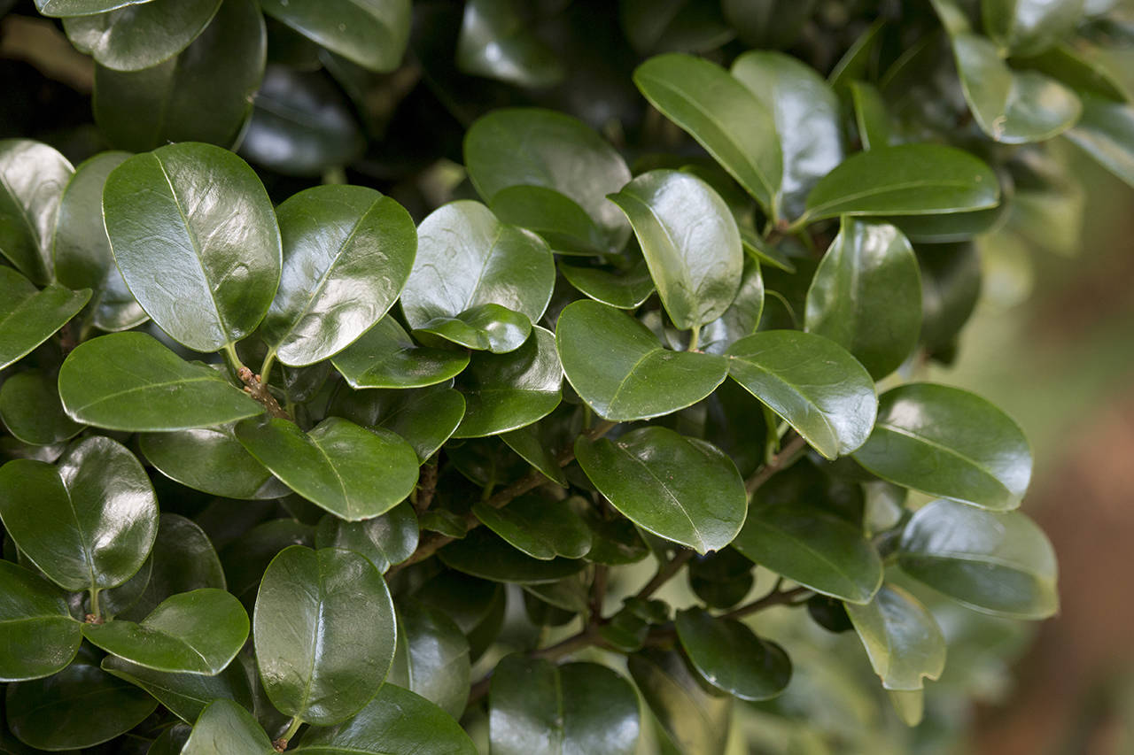 Curly-leaf Japanese privet is jam-packed with leaves, offering great textural interest in the garden. (Richie Steffen)