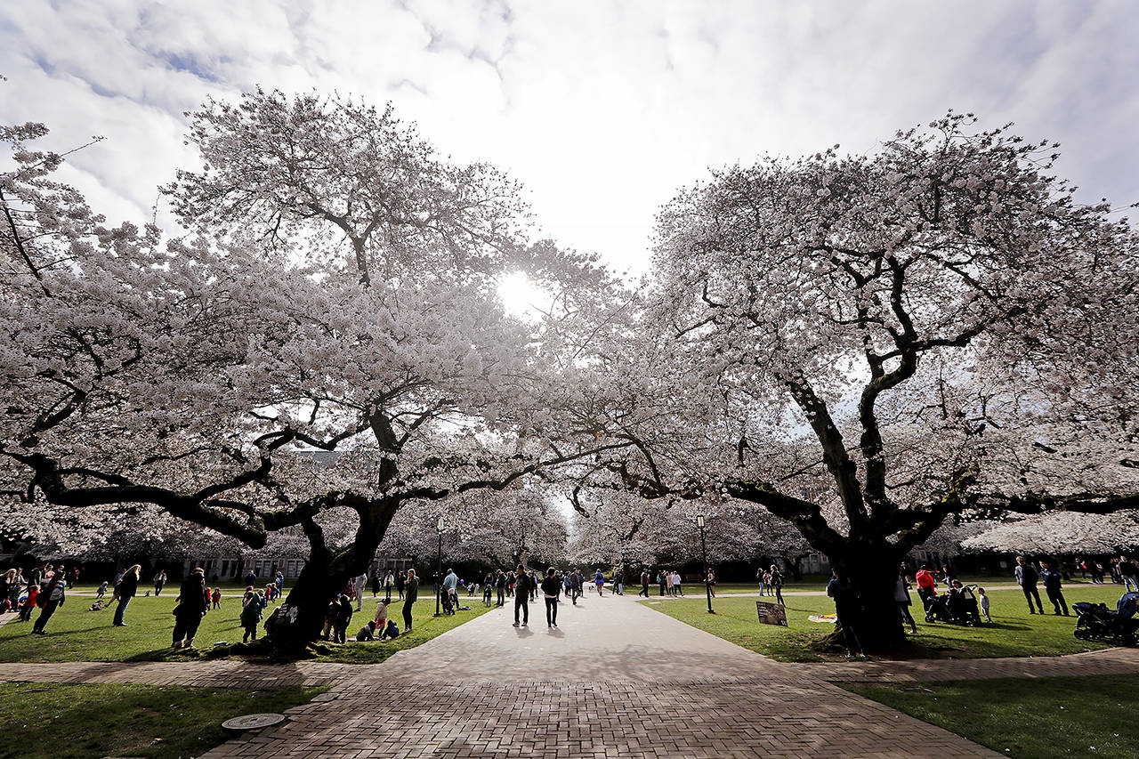 People walk past cherry blossoms in March 2018 at the University of Washington. (AP Photo/Elaine Thompson, file)